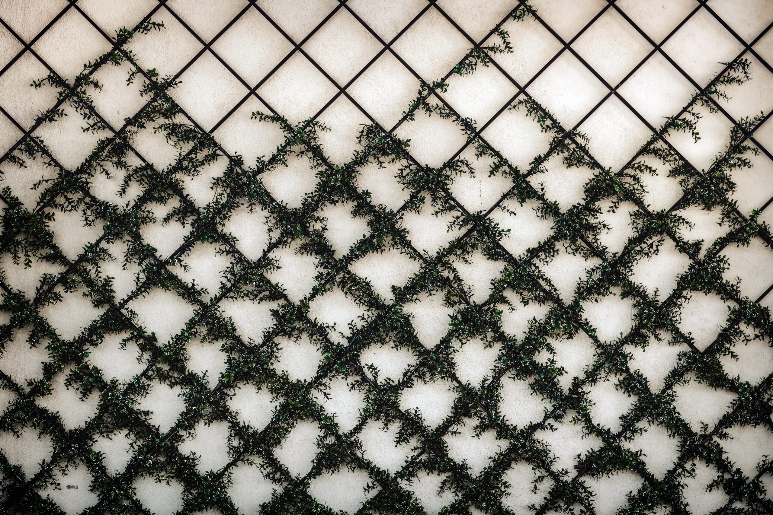 Photo of plants growing on a trellis against a white wall